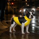 Lumira Reflective Waterproof Dog Coat, solution / transformation