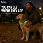 Noctra Light-Up Dog Collar, desired outcome