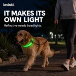 Noctra Light-Up Dog Collar, trust / durability